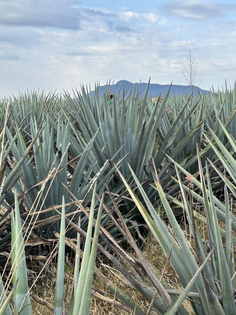 Tequila Ocho Extra Anejo “La Cañada” 2022 – 105 Proof Single Barrel Highlands Tequila